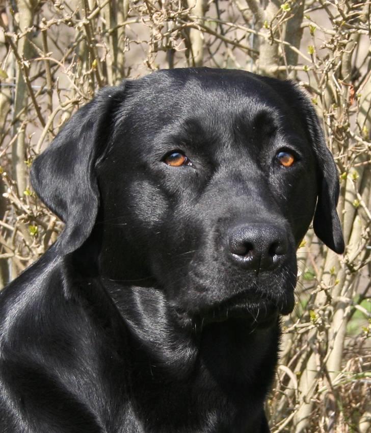 Labrador retriever Birdsong's X-Mas Noughty  billede 4