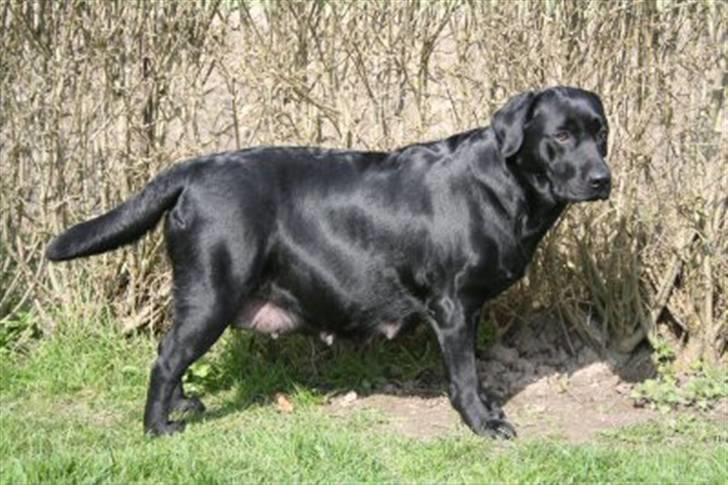 Labrador retriever Birdsong's X-Mas Noughty  - Så skal lille tykke snart føde  billede 5