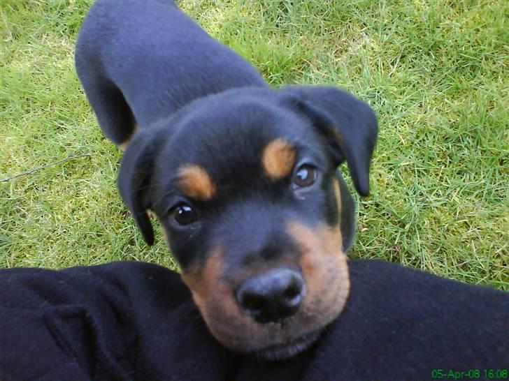 Rottweiler Sebo Junior billede 6