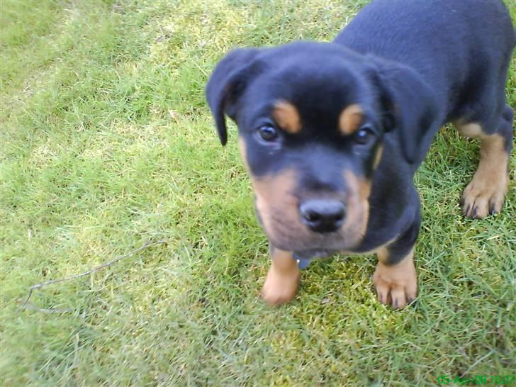 Rottweiler Sebo Junior billede 7