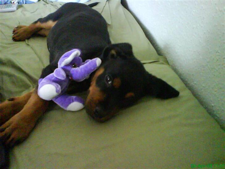 Rottweiler Sebo Junior billede 8