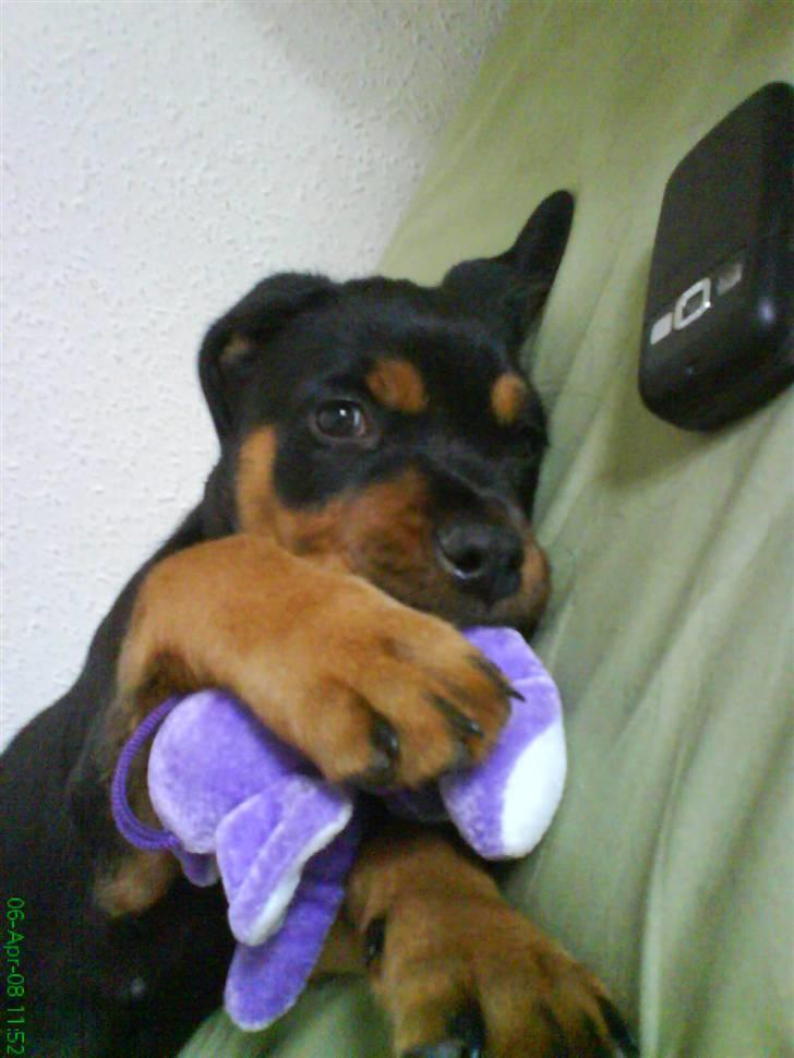 Rottweiler Sebo Junior billede 9