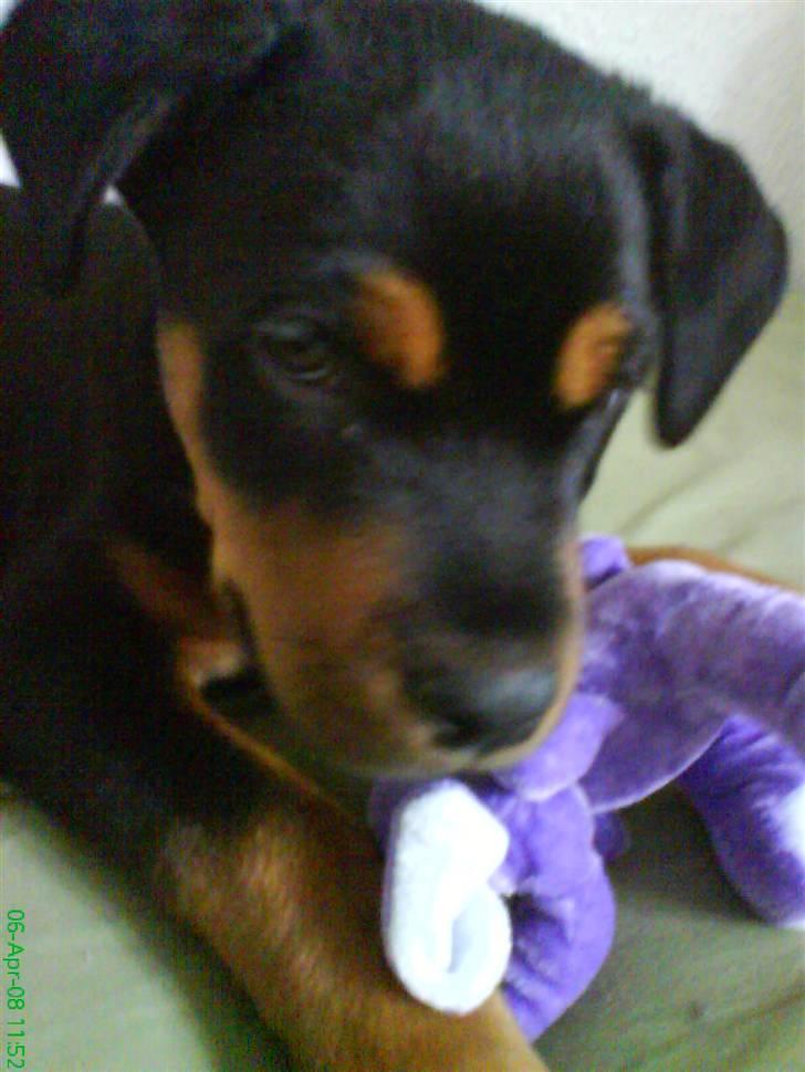 Rottweiler Sebo Junior billede 10