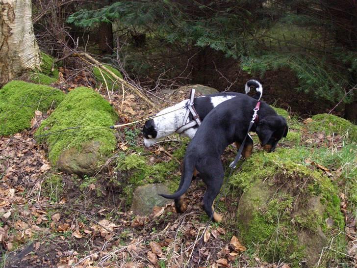 Rottweiler Minna - første skovtur med Buller billede 5