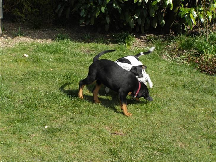 Rottweiler Minna - Ha - inden længe er jeg 5 gange større end Buller billede 6