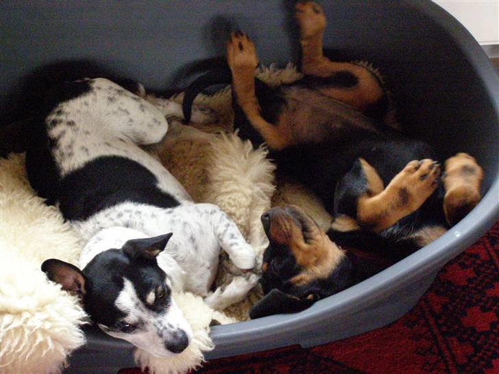 Rottweiler Minna - endnu kan vi stadig dele kurv billede 7