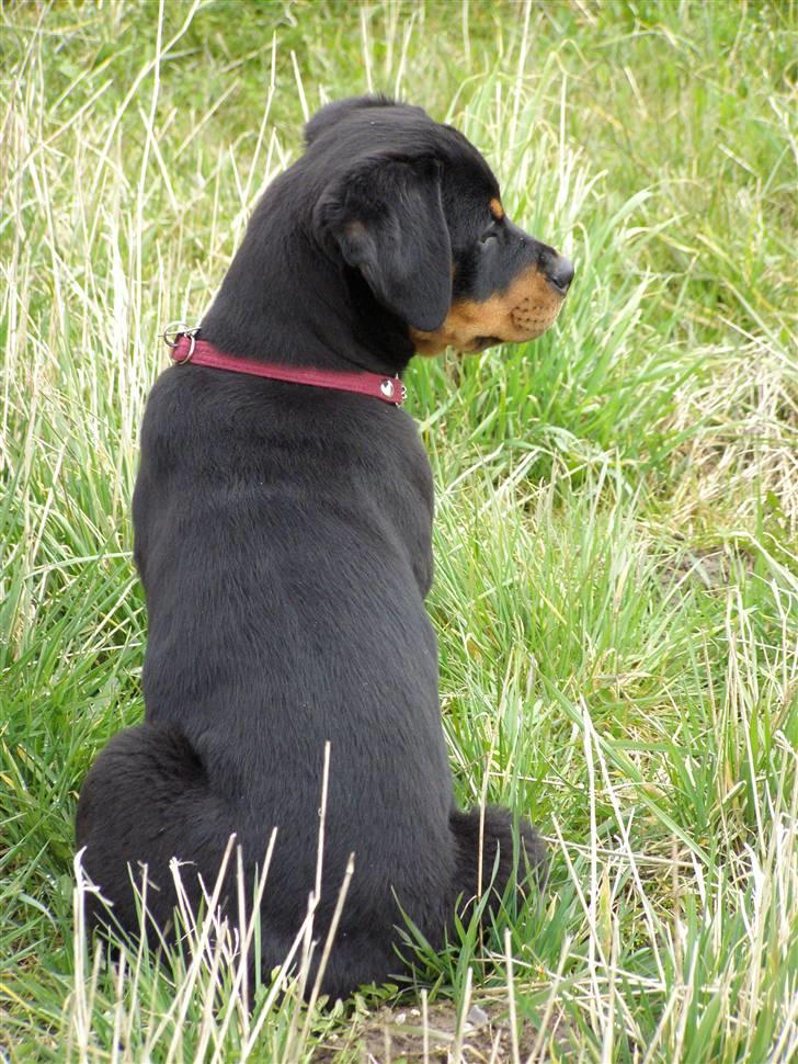 Rottweiler Minna - nyder udsigten ud over Svendborgsund billede 8