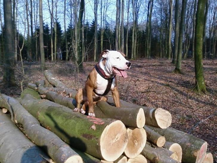 Blanding af racer Tjico - fillerup skoven billede 4