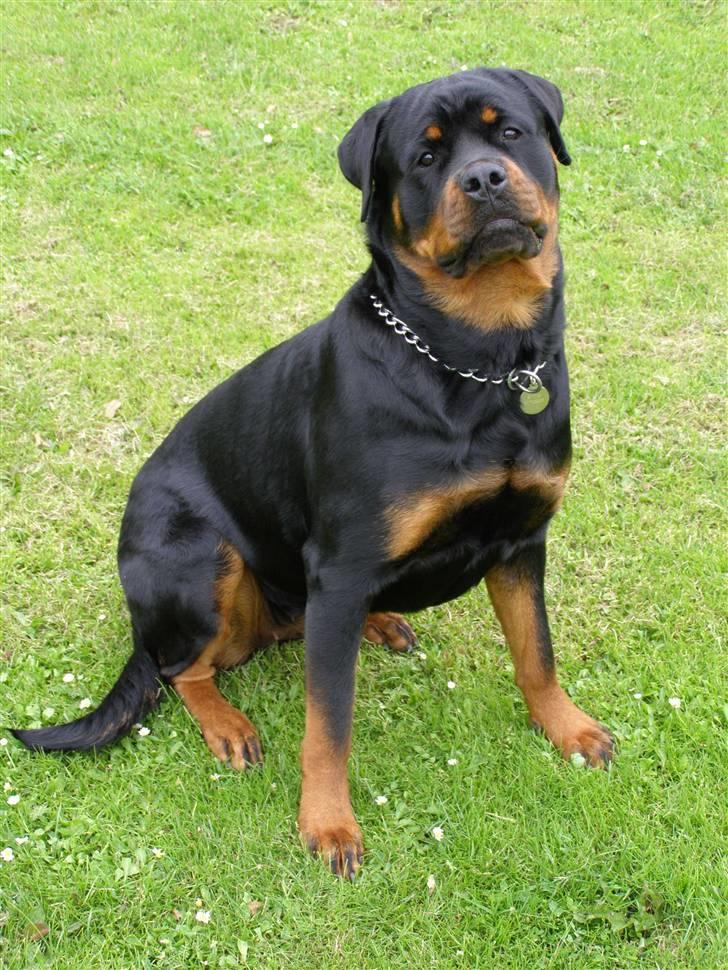 Rottweiler Emma R.I.P. billede 6