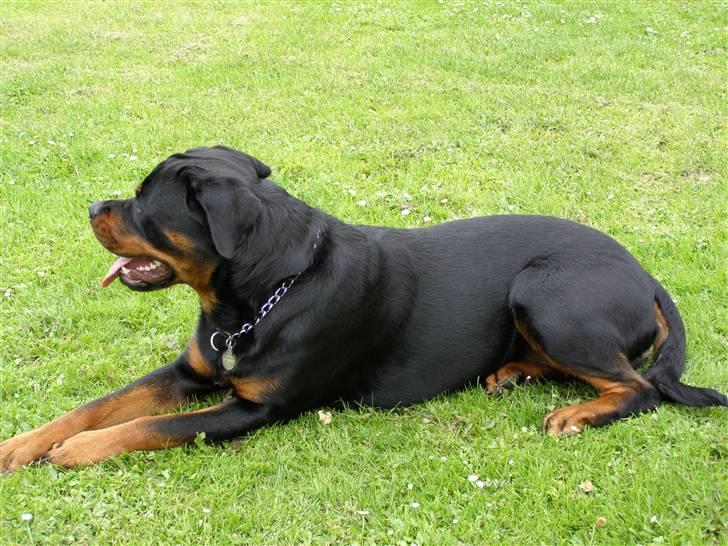 Rottweiler Emma R.I.P. billede 8