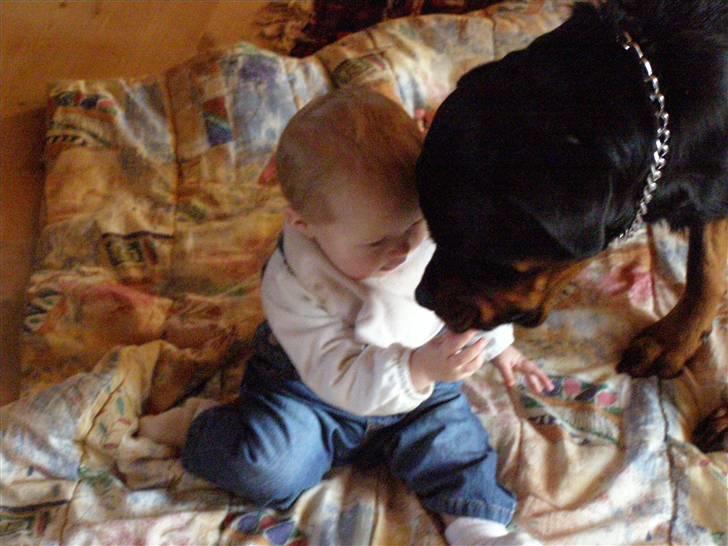 Rottweiler Emma R.I.P. - Amanda har leverpostej på fingrene,  billede 9