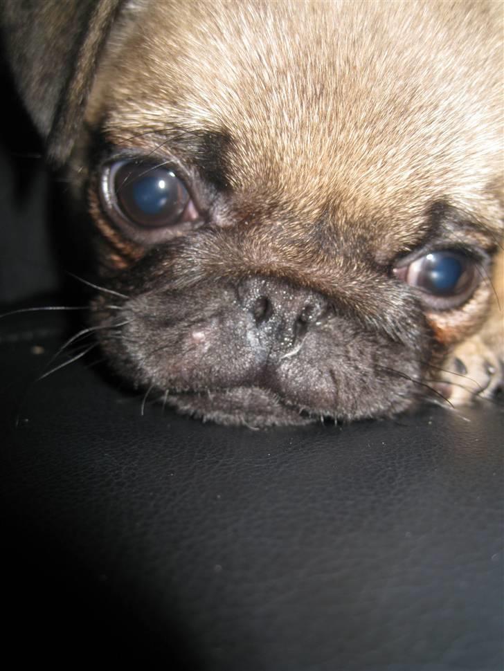 Mops Maggie billede 7