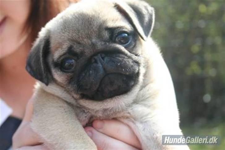 Mops Maggie billede 8