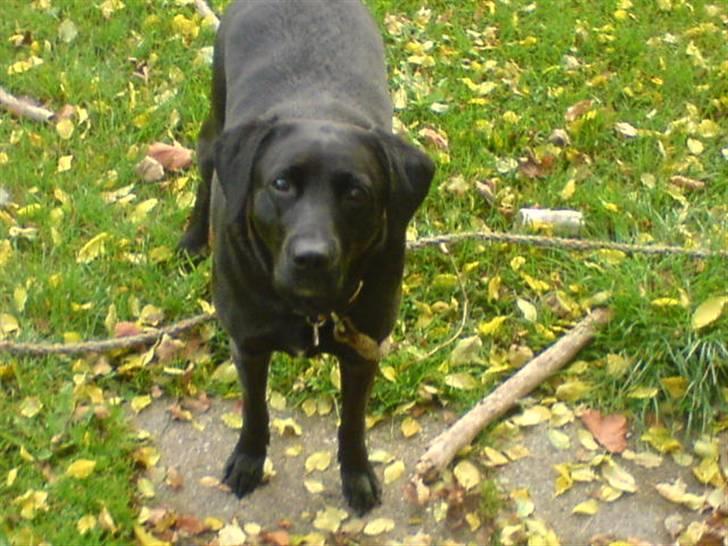 Blanding af racer (Formel1) Sussie billede 1