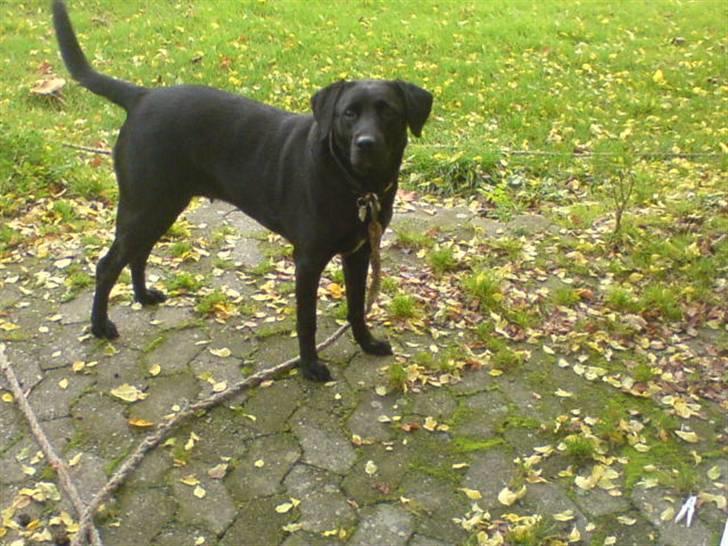 Blanding af racer (Formel1) Sussie billede 2