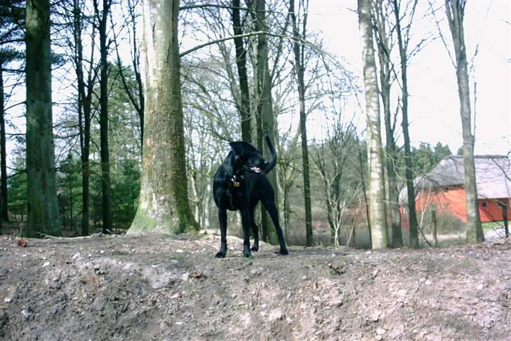 Blanding af racer (Formel1) Sussie billede 3