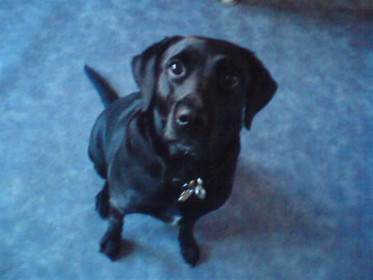 Blanding af racer (Formel1) Sussie billede 4