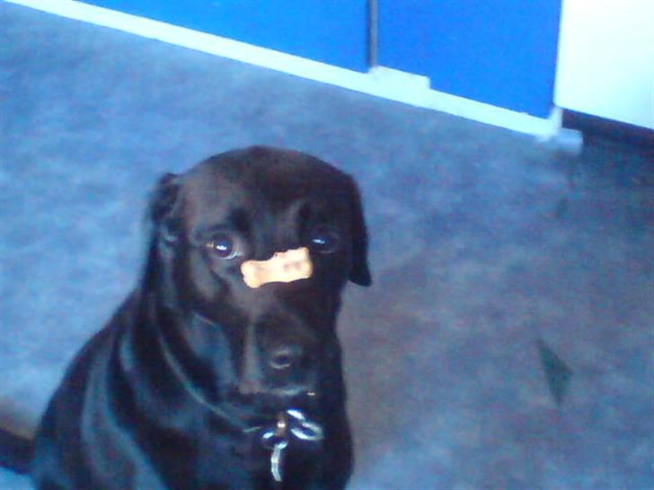 Blanding af racer (Formel1) Sussie billede 5