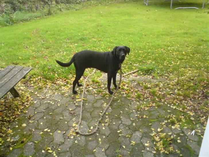 Blanding af racer (Formel1) Sussie billede 6