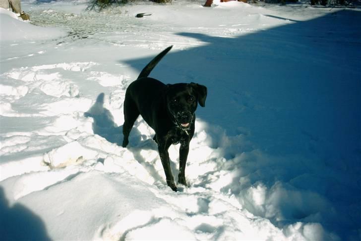 Blanding af racer (Formel1) Sussie billede 7