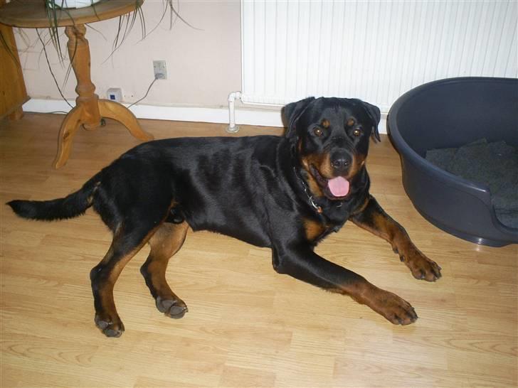 Rottweiler Plet billede 1