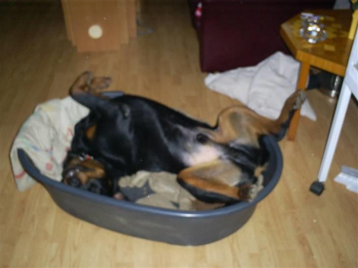 Rottweiler Plet - jeg sove godt billede 2