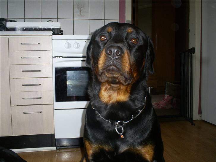 Rottweiler Plet - Er jeg ikke fin billede 3