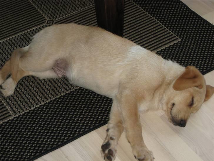 Blanding af racer Labrador/Schæfer - Balto billede 2