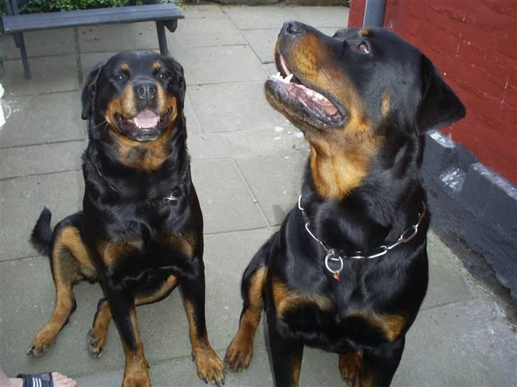 Rottweiler Plet - mig sammen med min mor billede 4