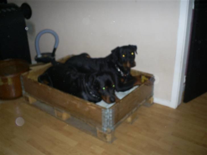 Rottweiler Plet - sammen med min bror tyson billede 5