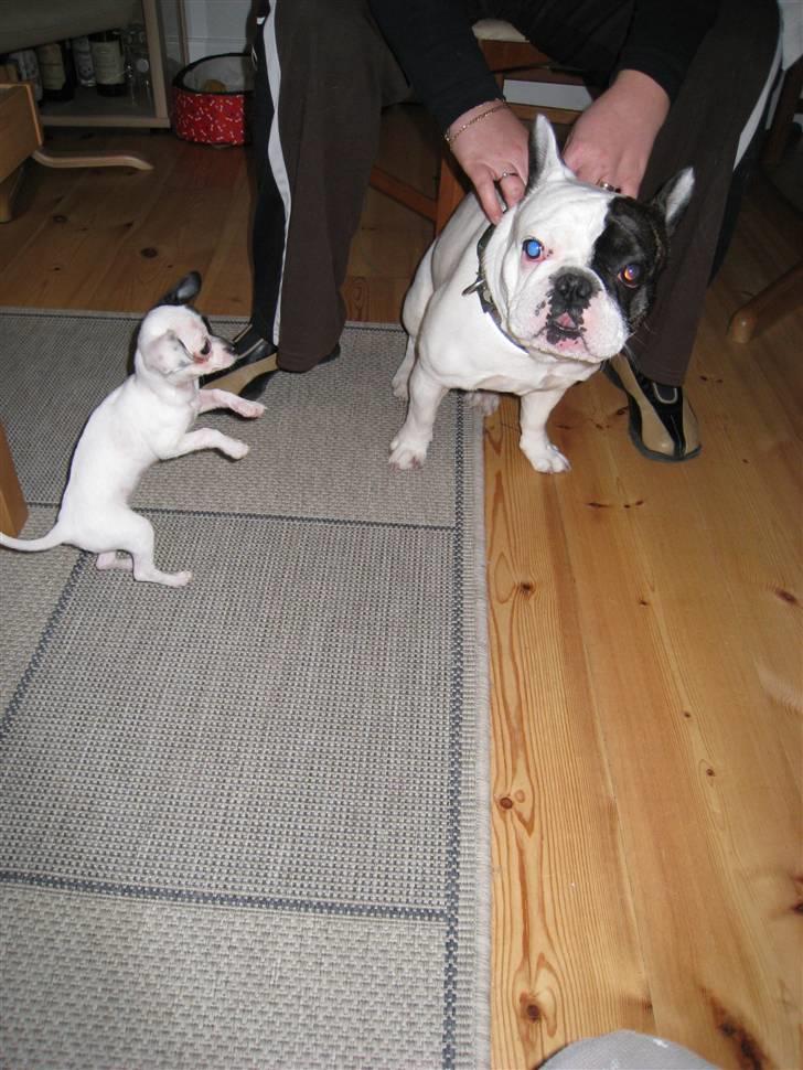 Fransk bulldog Joker - Her danser en rotte for joker.G.joker er nu lidt over 2.år billede 16