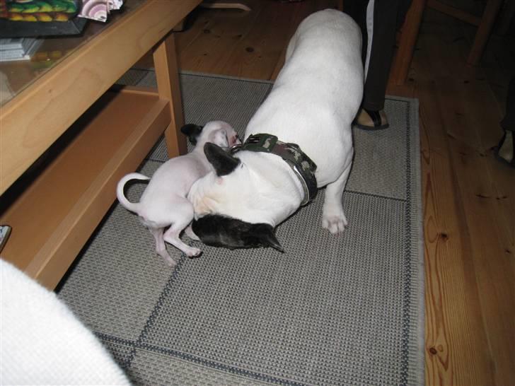 Fransk bulldog Joker billede 17