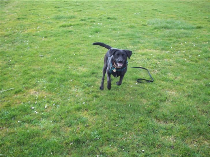 Blanding af racer (Formel1) Sussie billede 8