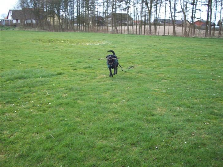 Blanding af racer (Formel1) Sussie billede 10