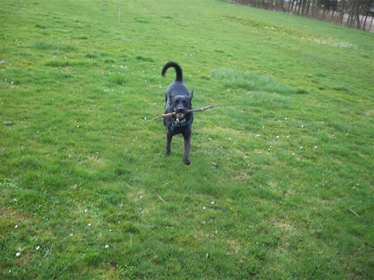 Blanding af racer (Formel1) Sussie billede 11