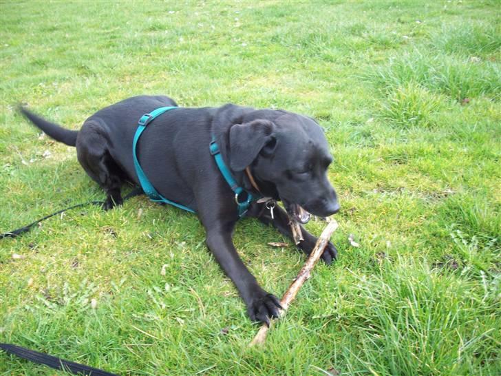 Blanding af racer (Formel1) Sussie billede 14