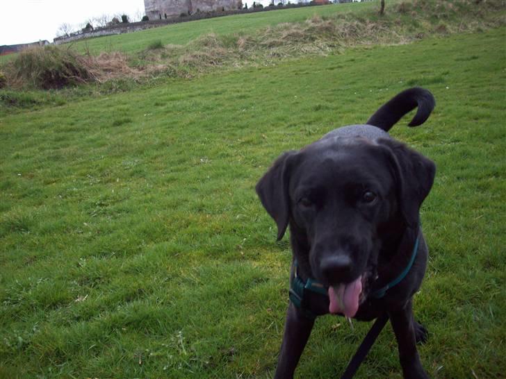 Blanding af racer (Formel1) Sussie billede 15