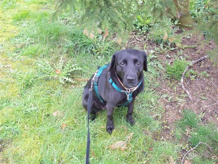 Blanding af racer (Formel1) Sussie billede 16