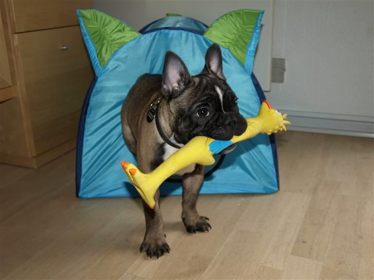 Fransk bulldog Valdo - valdo 17 uger billede 11