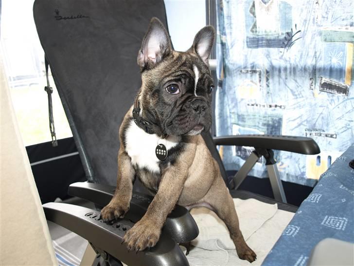 Fransk bulldog Valdo - valdo 17 uger billede 12