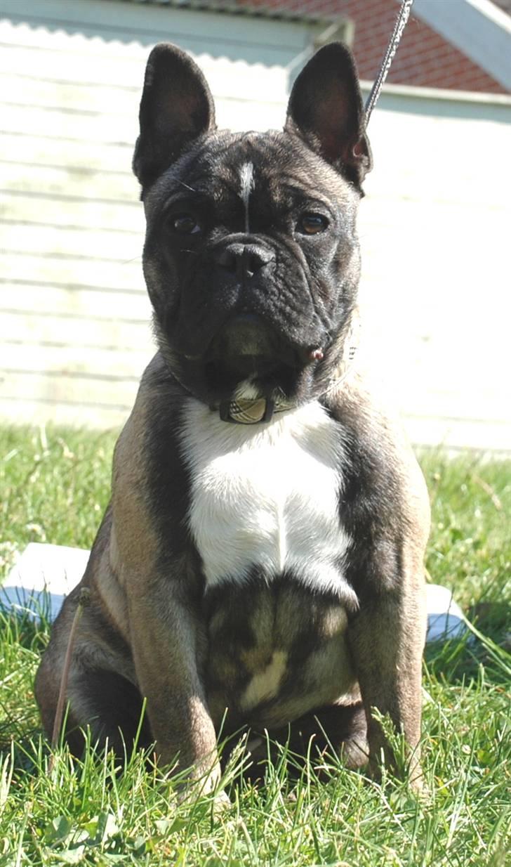 Fransk bulldog Valdo - valdo 5,5 måned billede 13