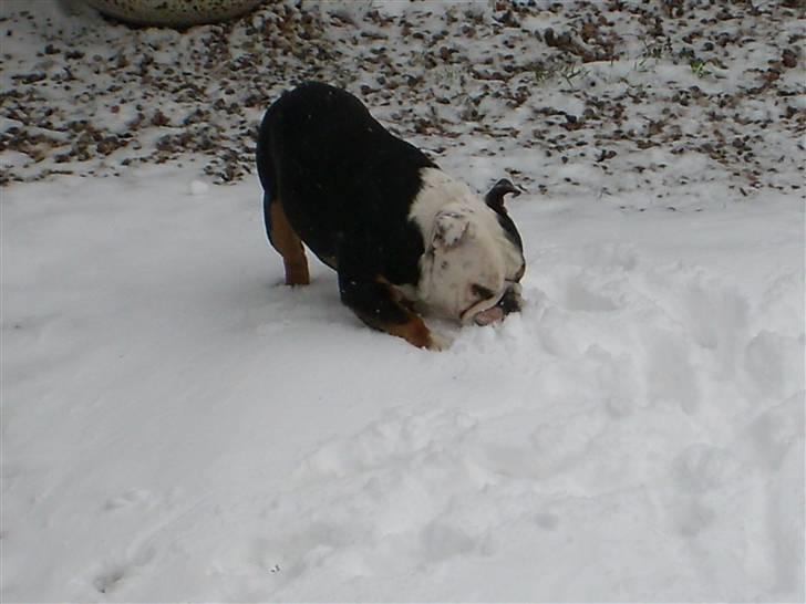 Engelsk bulldog buster billede 14