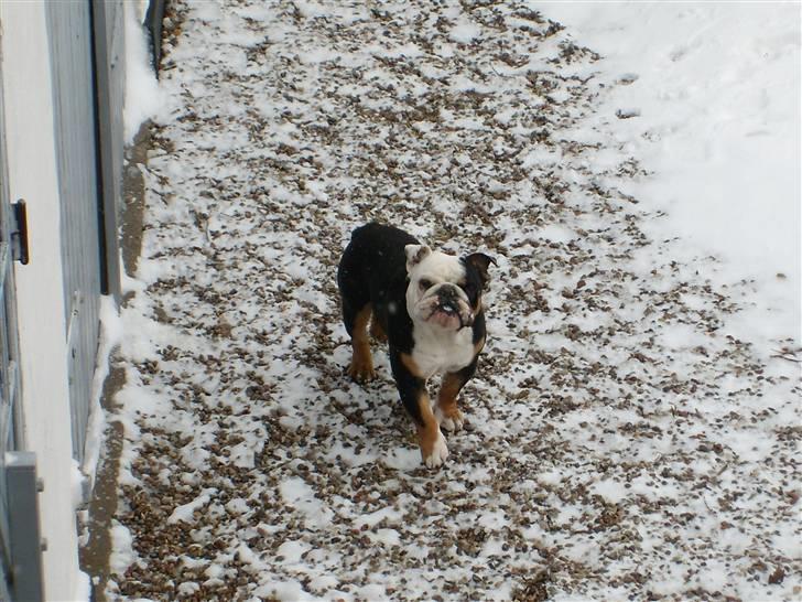 Engelsk bulldog buster billede 15