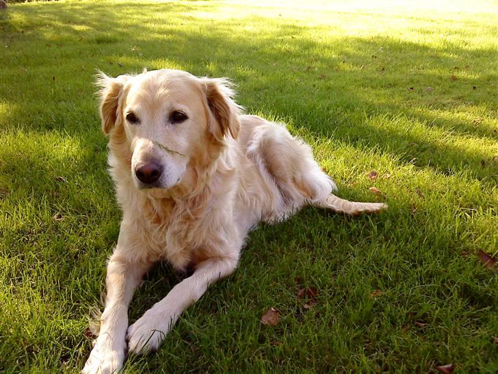 Golden retriever Luna billede 10