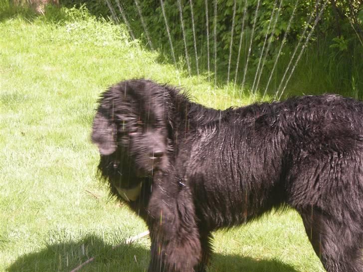 Newfoundlænder Findus - stop nu med de billeder mor.. !! du har taget nok nu  billede 12