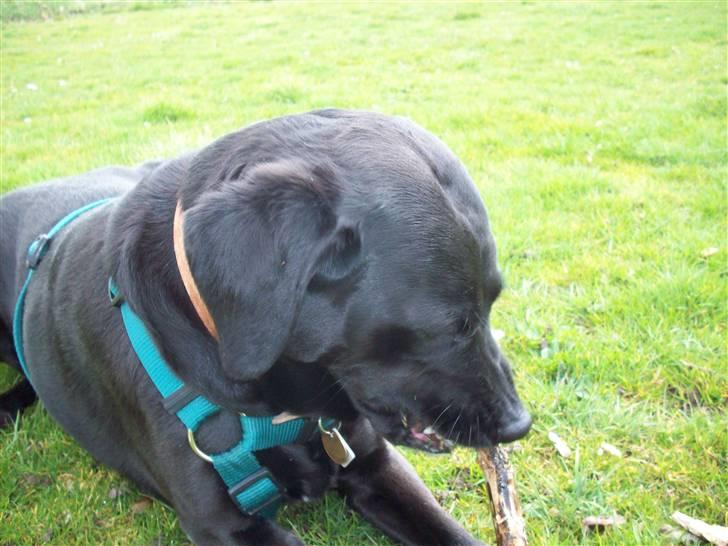 Blanding af racer (Formel1) Sussie billede 17