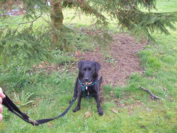 Blanding af racer (Formel1) Sussie billede 18