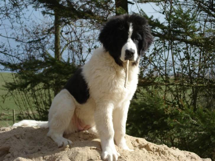 Landseer Adina - På toppen. billede 8