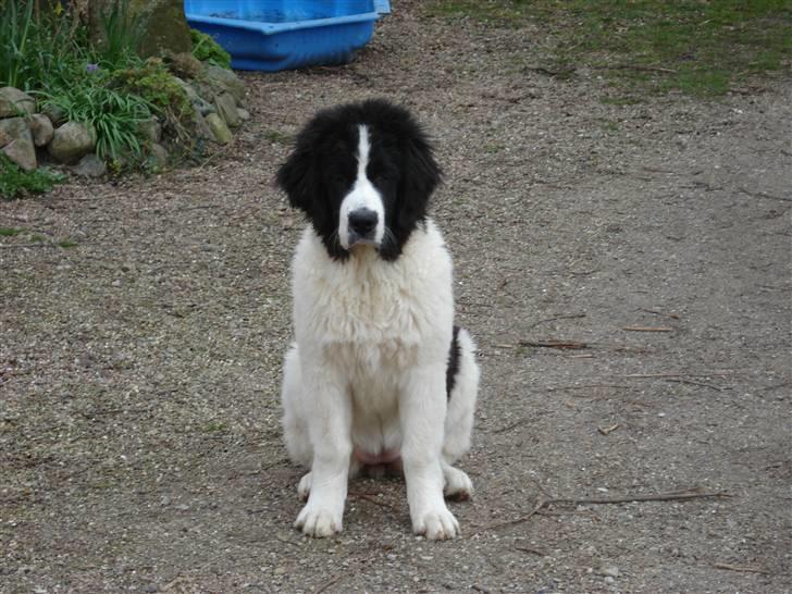 Landseer Adina - Adina 4 mdr. billede 9