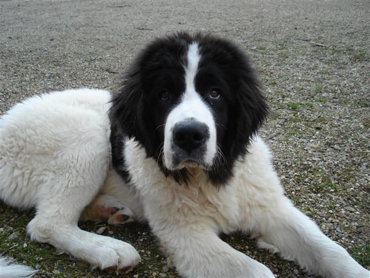 Landseer Adina billede 10